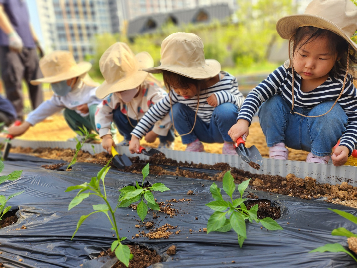 4.25.(금)  텃밭 모종심기
