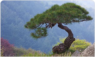 교목